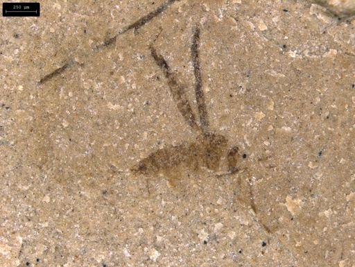 undet. Mycetophilidae