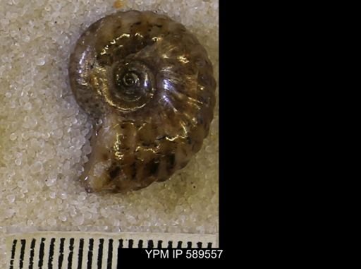 Hoploscaphites comprimus