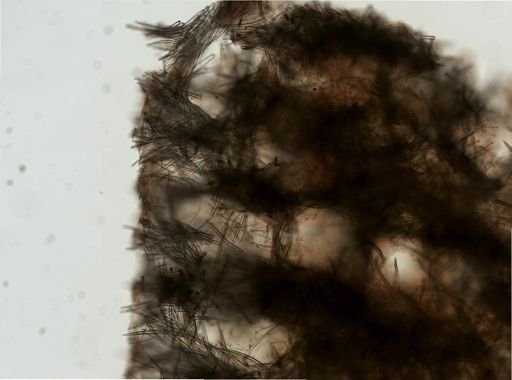 Acarnus erithacus