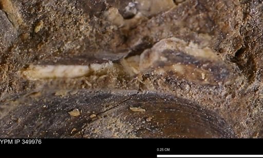 undet. Mollusca