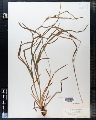 Carex grisea