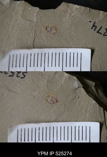 Chauvelicystis?