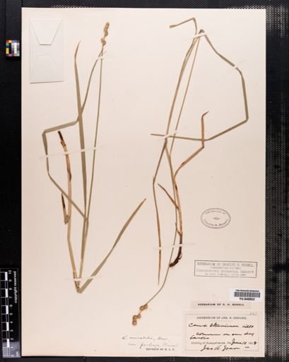Carex normalis
