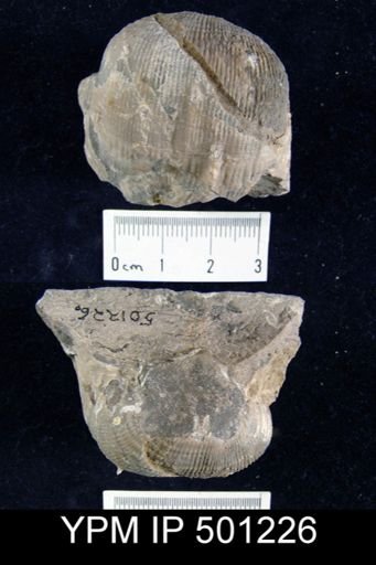 Productus inflatus