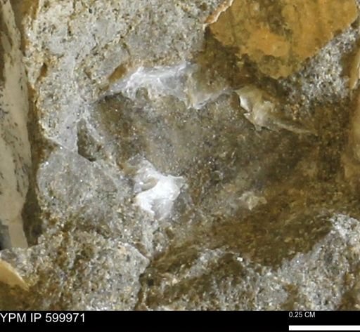 undet. Bivalvia