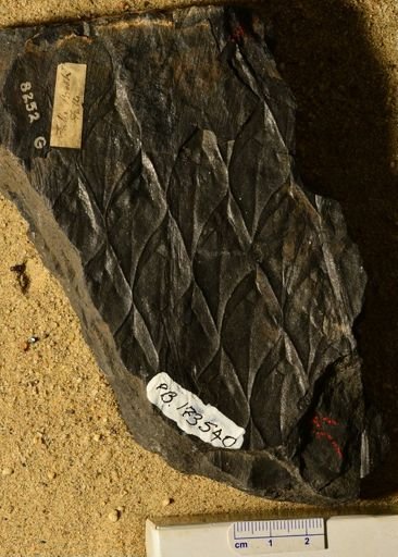 Lepidodendron sp.