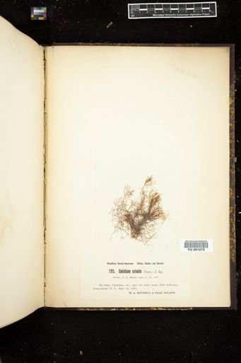 Gelidium crinale