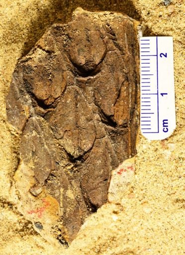 Lepidodendron sp.