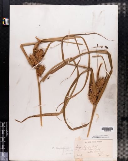 Carex lupulina