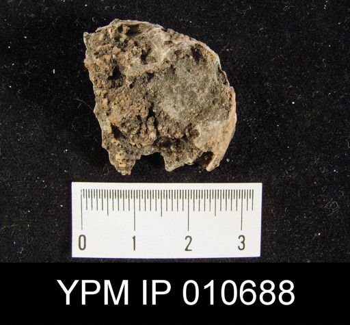 Productus cf. leei