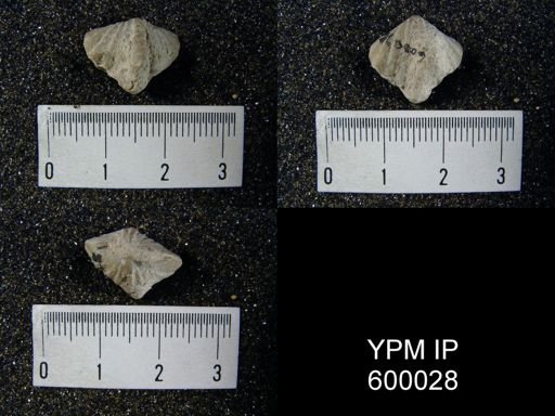 Spirifer crispus