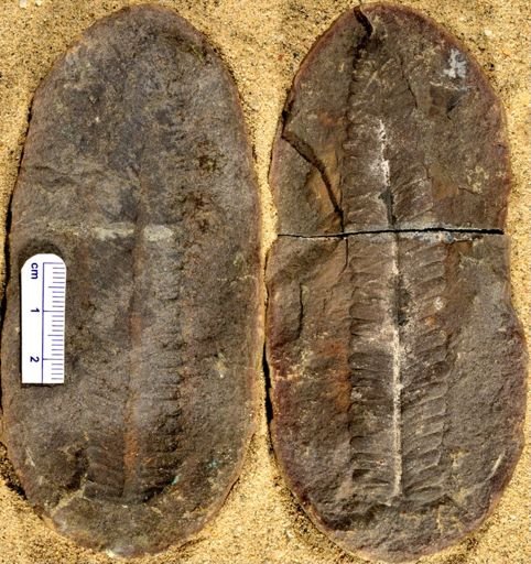 Pecopteris sp.