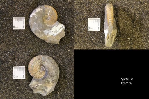 Hoploscaphites nicolletii