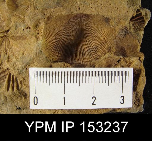 undet. Brachiopoda
