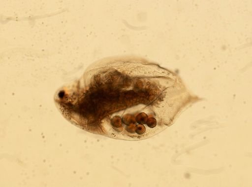 Daphnia pulex