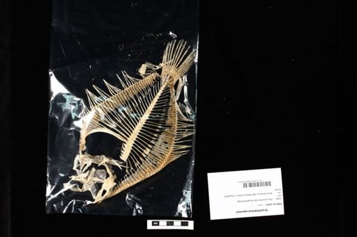 Scophthalmus aquosus