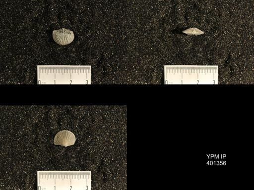 Plectorthis plicatella