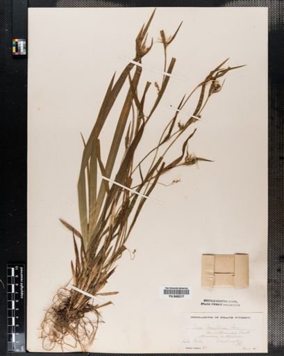 Carex laxiflora