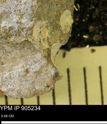 undet. Mollusca