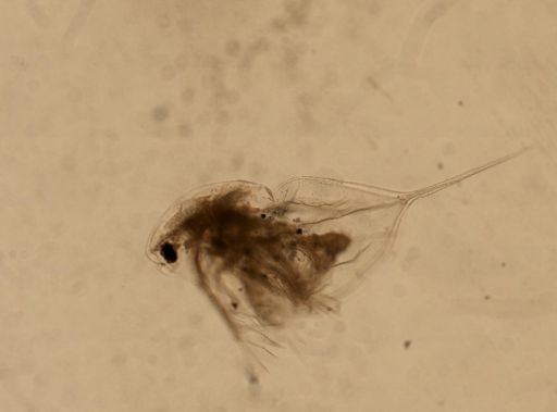 Daphnia
