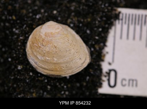 Limopsis striatopunctatus