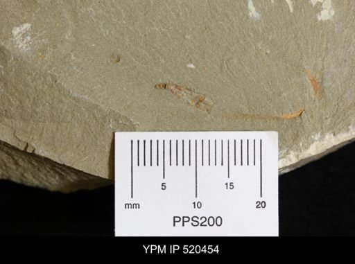 Problematica