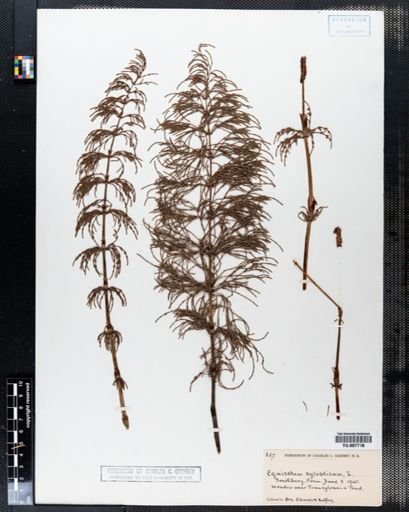 Equisetum sylvaticum