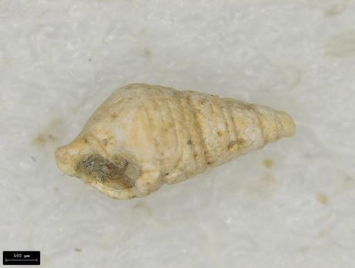 Odostomia trifida