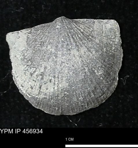 Stropheodonta sp.
