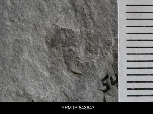 Pseudoniscus sp.