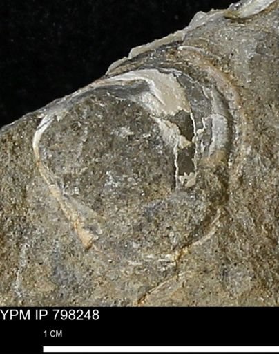 undet. Bivalvia