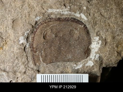 undet. Eurypterida