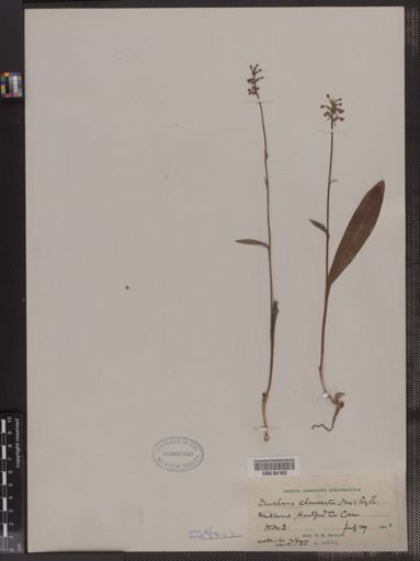 Plantae