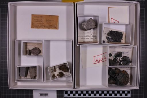 mixed taxa, stratigraphic collection