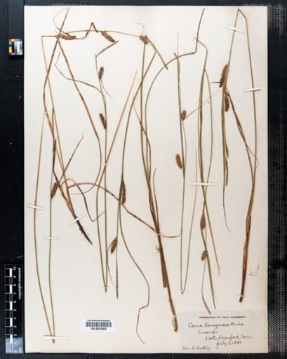 Carex lanuginosa