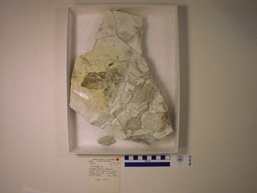 Turseodus sp.