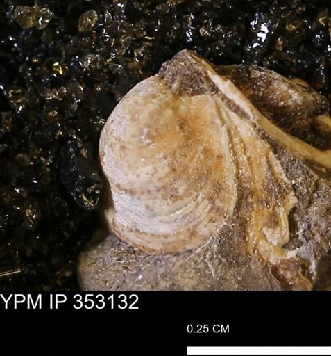 Limopsis striatopunctatus