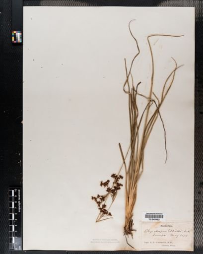 Rhynchospora