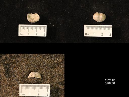 Marginifera wabashensis