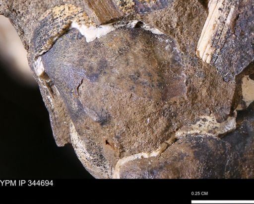 undet. Bivalvia