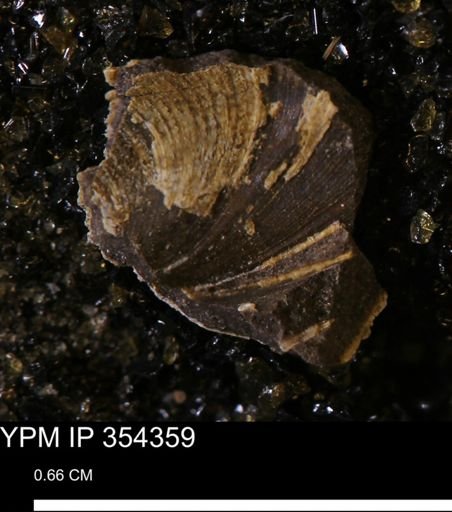 undet. Bivalvia