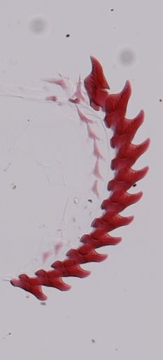 Flabellina salmonacea
