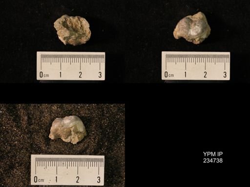 Marginifera splendens