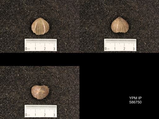 Rhynchotrema capax
