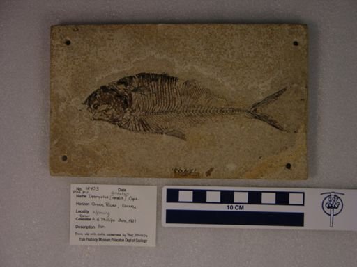Diplomystus dentatus