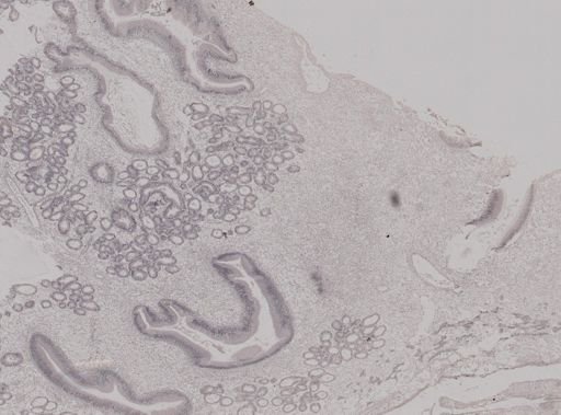 Crassostrea virginica