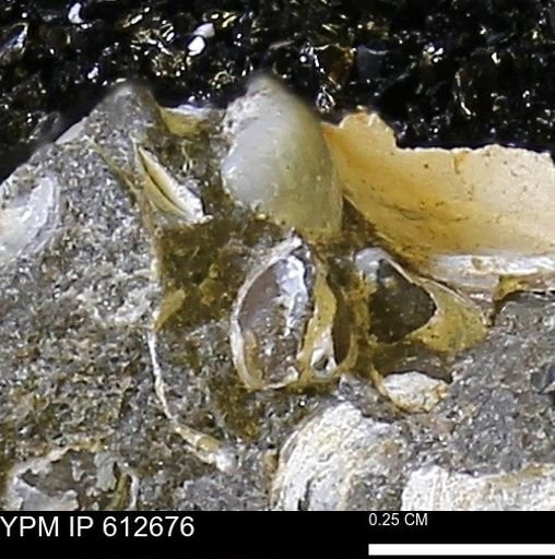 Protocardia sp.