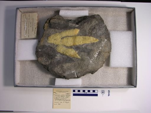 Anchisauripus exsertus