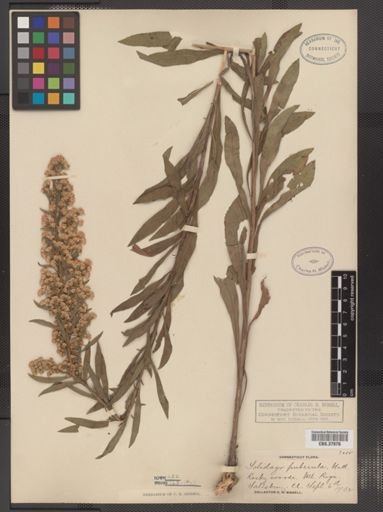Solidago puberula