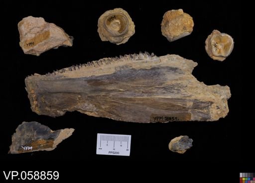 Protosphyraena sp.